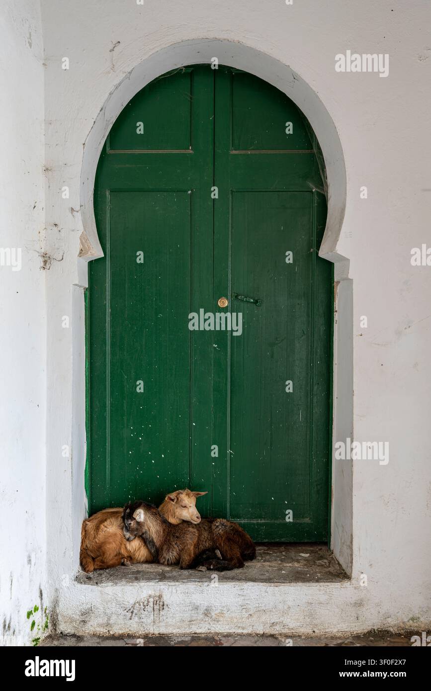Un gatto randagio (Felis catus) si raggomitola e dorme sulla soglia rialzata di una grande porta di legno verde con un arco a ferro di cavallo nella medina di Tétouan. Il bian Foto Stock