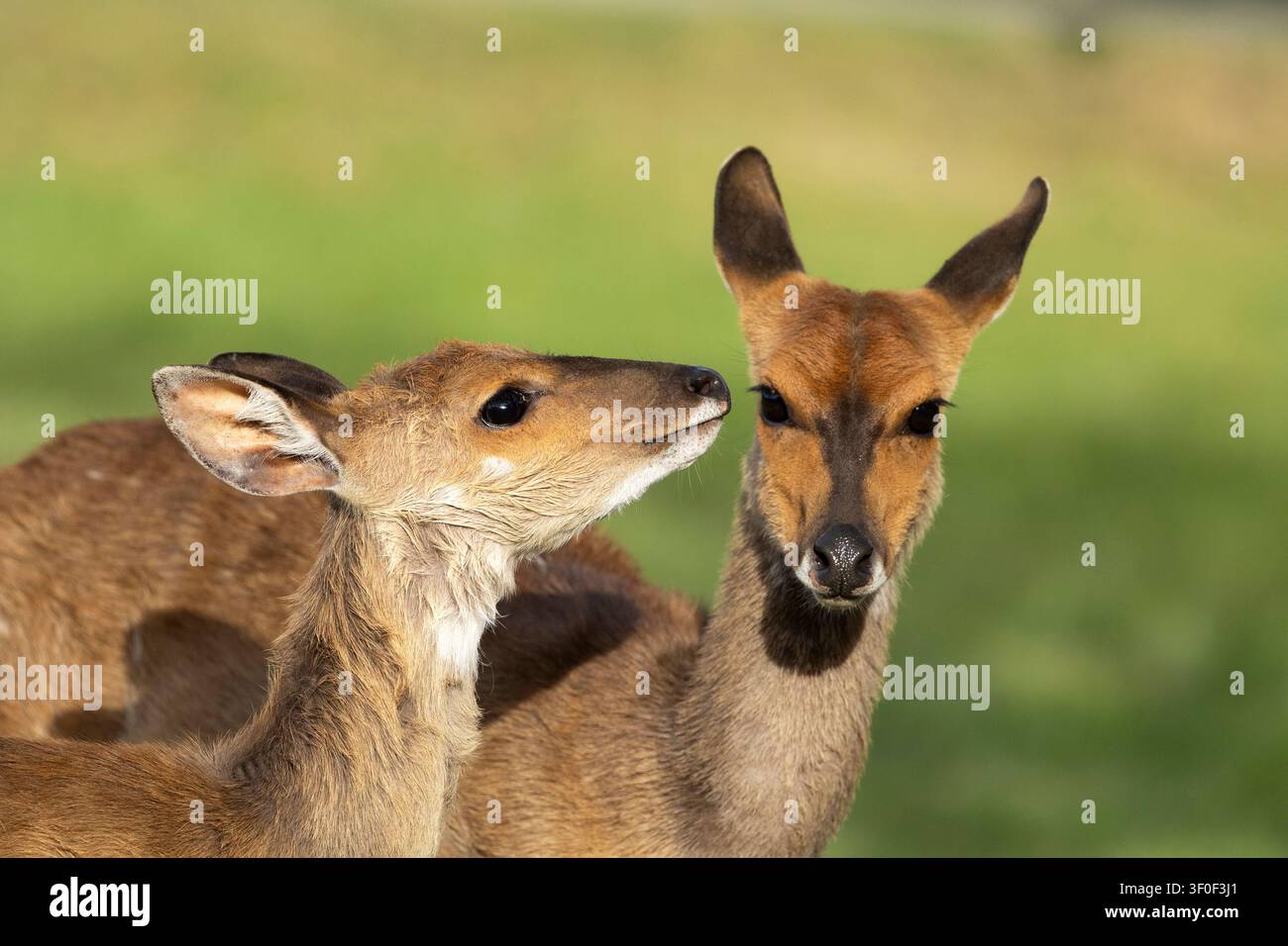 Sudafrica, Africa, Provincia del Capo Occidentale, Parco Nazionale della Garden Route, Garden Route, Bushbuck (Tragelaphus scriptus), Temi animali, Giorno, All'aperto Foto Stock