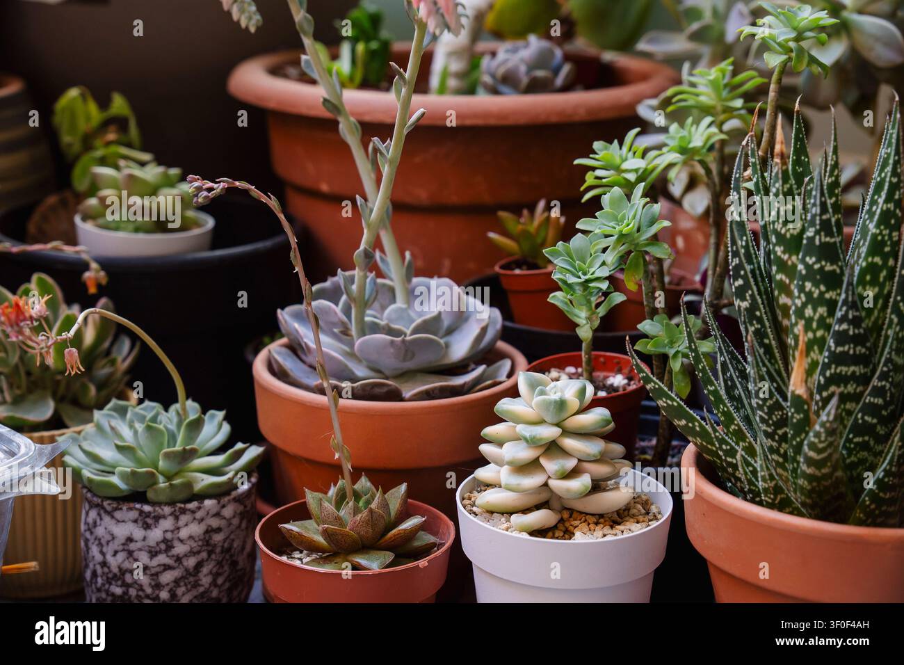 Collezione di varie piante succulente colorate su una terrazza: echeveria, graptopetalum, aloe, sedum... Foto Stock