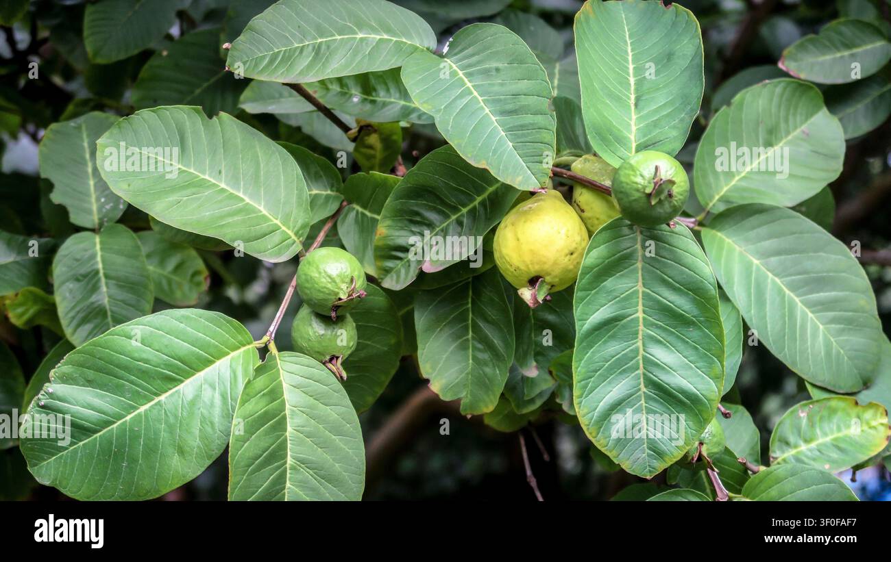 Pianta e frutto di guaiava a San Isidro a Buenos Aires, Argentina Foto Stock