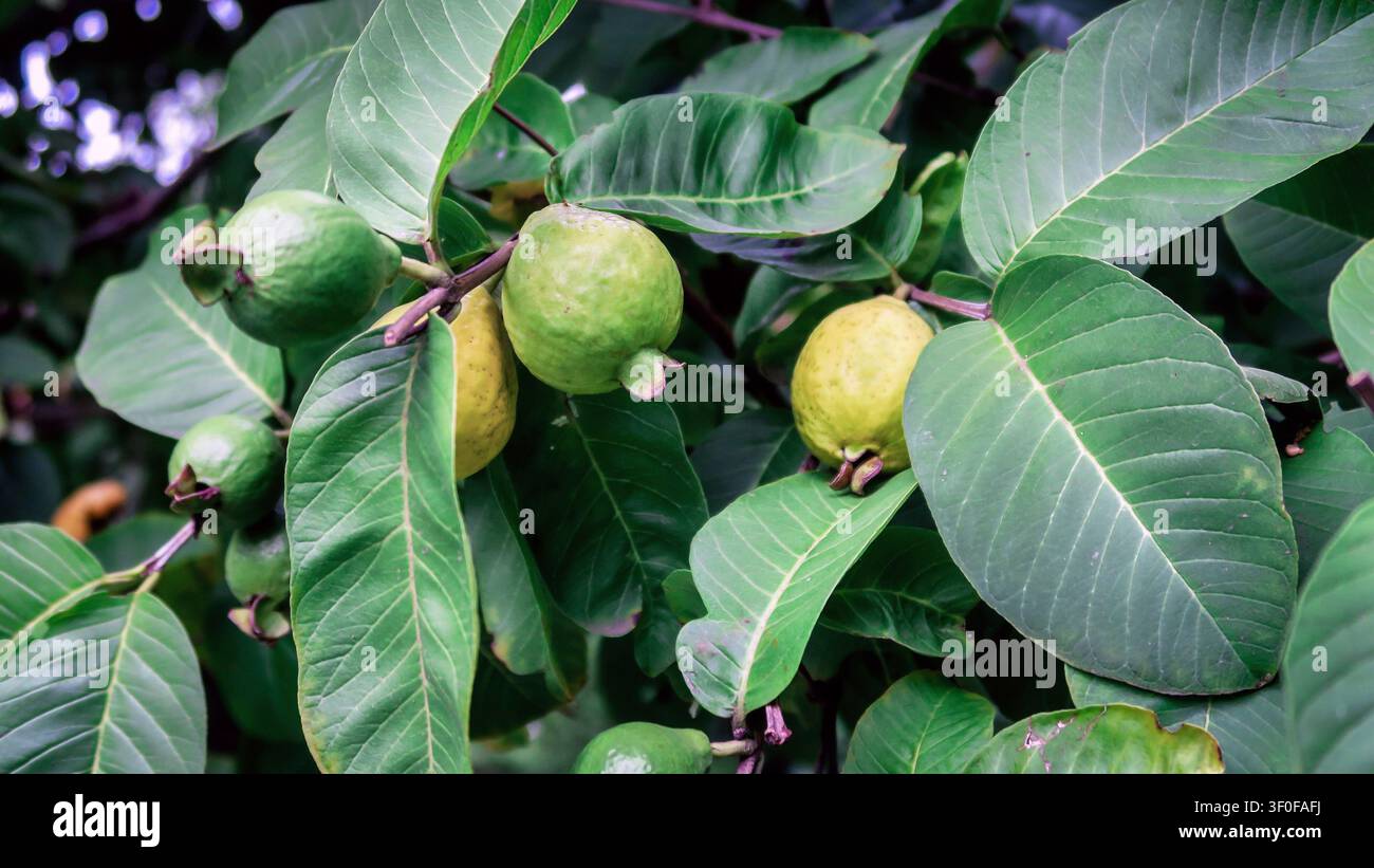 Pianta e frutto di guaiava a San Isidro a Buenos Aires, Argentina Foto Stock
