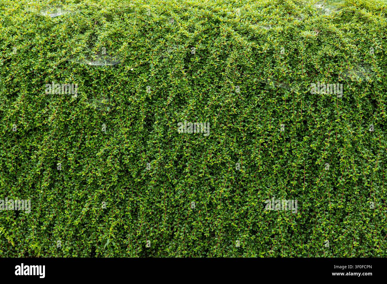 Siepe verde densa con foglie piccole. Siepe verde densa con foglie piccole e rami sottili e rampicanti che formano uno sfondo fogliare naturale e strutturato. Foto Stock