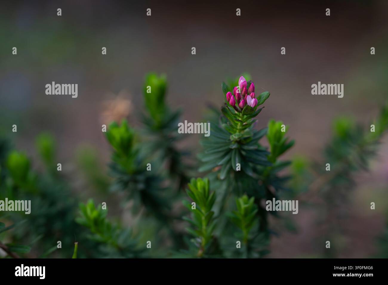 Rose daphne (Daphne cneorum) in fiore con delicate fiori rosa su fogliame sempre verde, catturata in una luce naturale morbida con uno sfondo sfocato da sogno. Foto Stock
