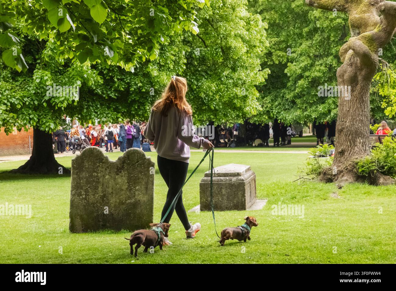 Inghilterra, Hampshire, Winchester, Girl Walking Dogs in Gounds of Winchester Cathedral Foto Stock