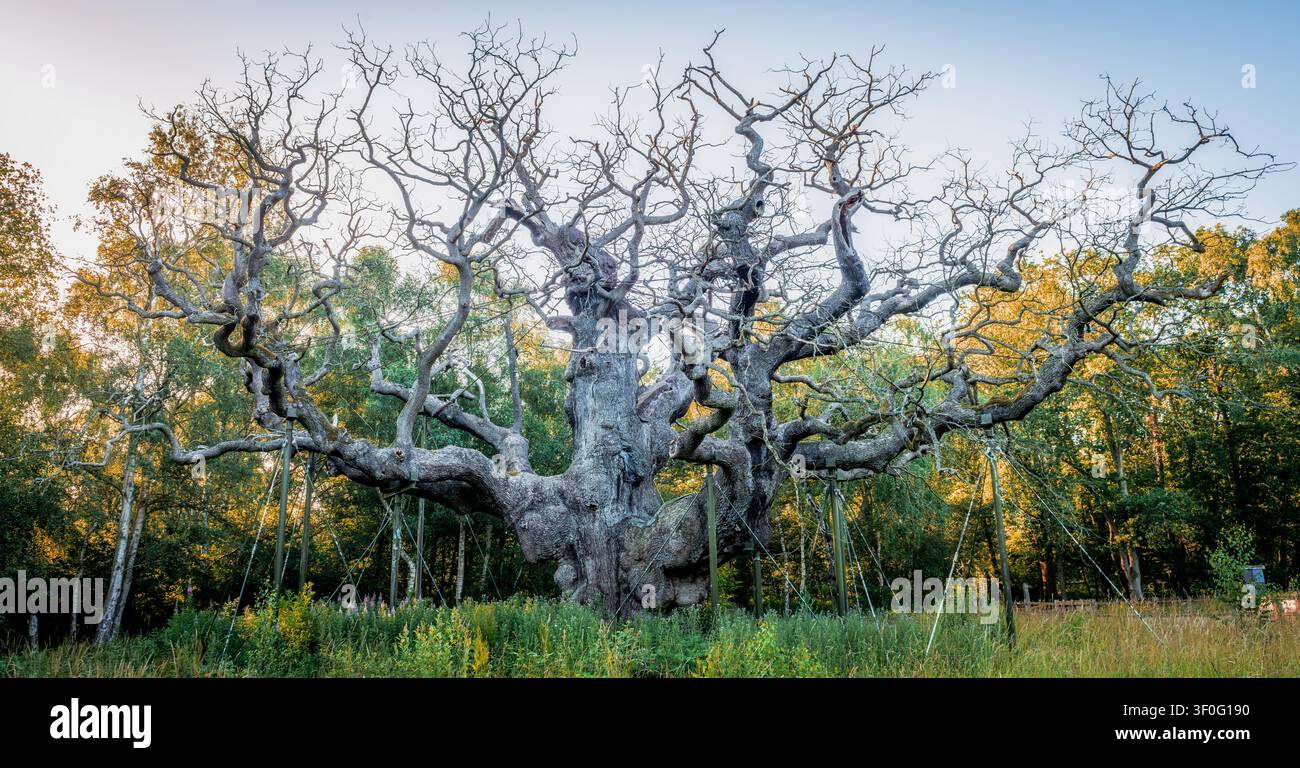La Major Oak nella foresta di Sherwood a Nottinghamshire, Regno Unito. Si pensa che abbia tra gli 800 e i 1.200 anni. È sostenuta da diversi supporti artificiali. Foto Stock