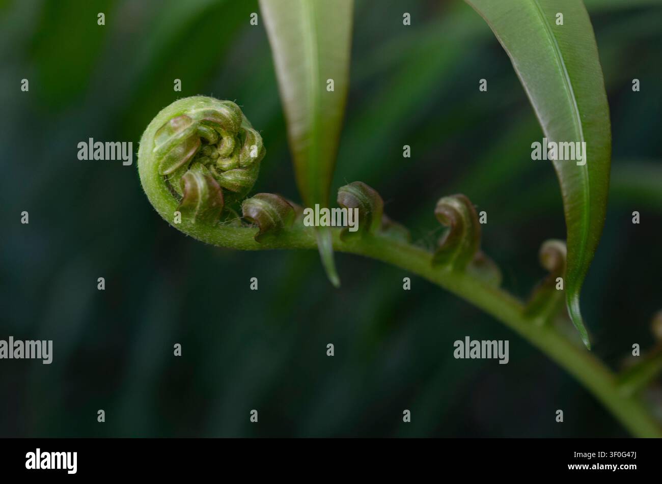 Prima piano di una testa di felce verde strettamente arrotolata con bordi brunastri, incastonata tra un fogliame verde morbido in luce naturale. Foto Stock