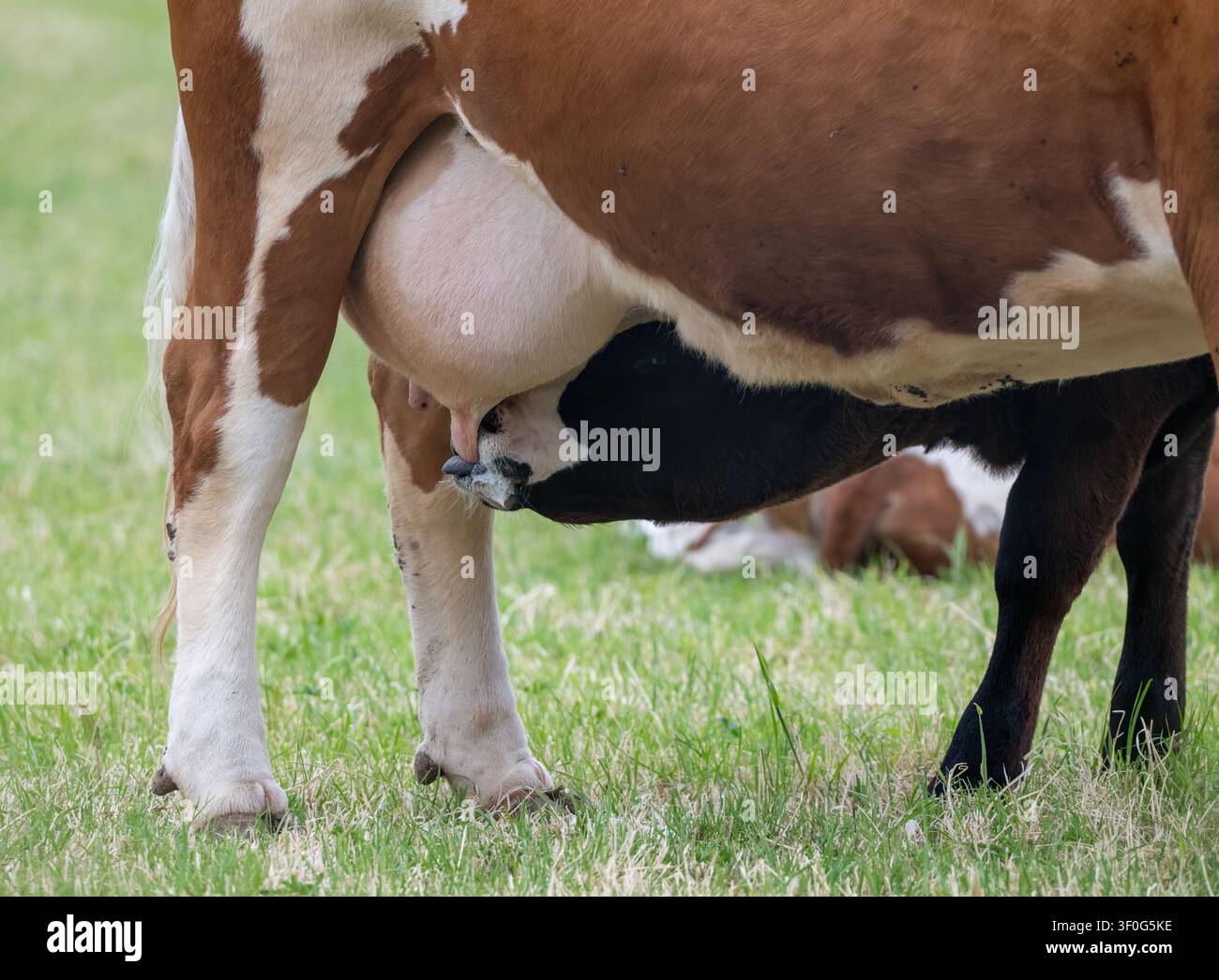 Vitello nero che succhia dalla sua madre Ayrshire (Bos taurus) in un pascolo a Hayling Island, Hampshire, Inghilterra, Regno Unito Foto Stock