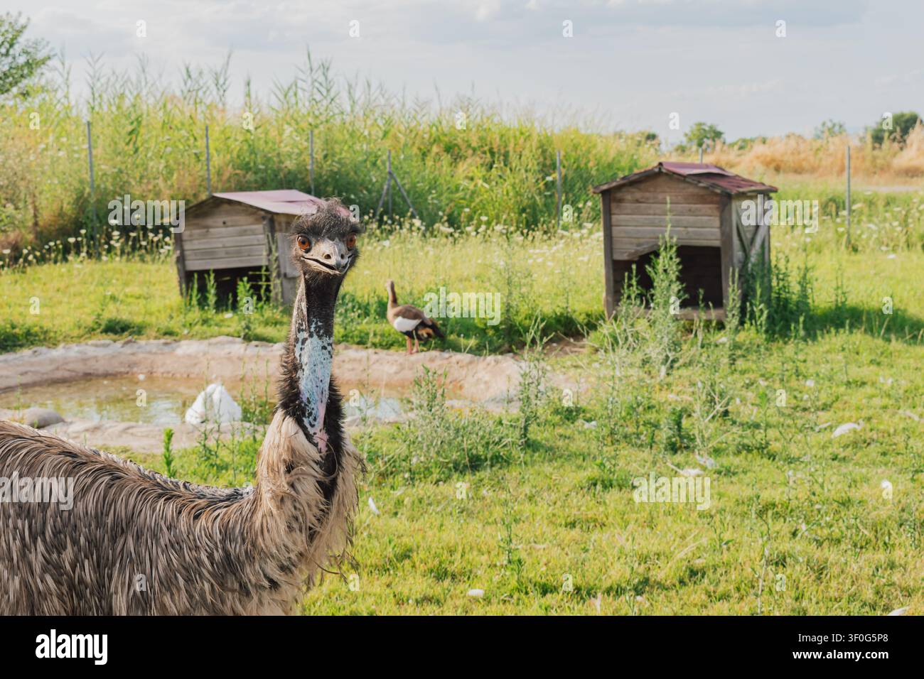 Scatto medio orizzontale di un grande emù esotico in piedi su un campo di erba verde all'interno di un recinto di un parco zoo agricolo con case di legno e uno stagno Foto Stock