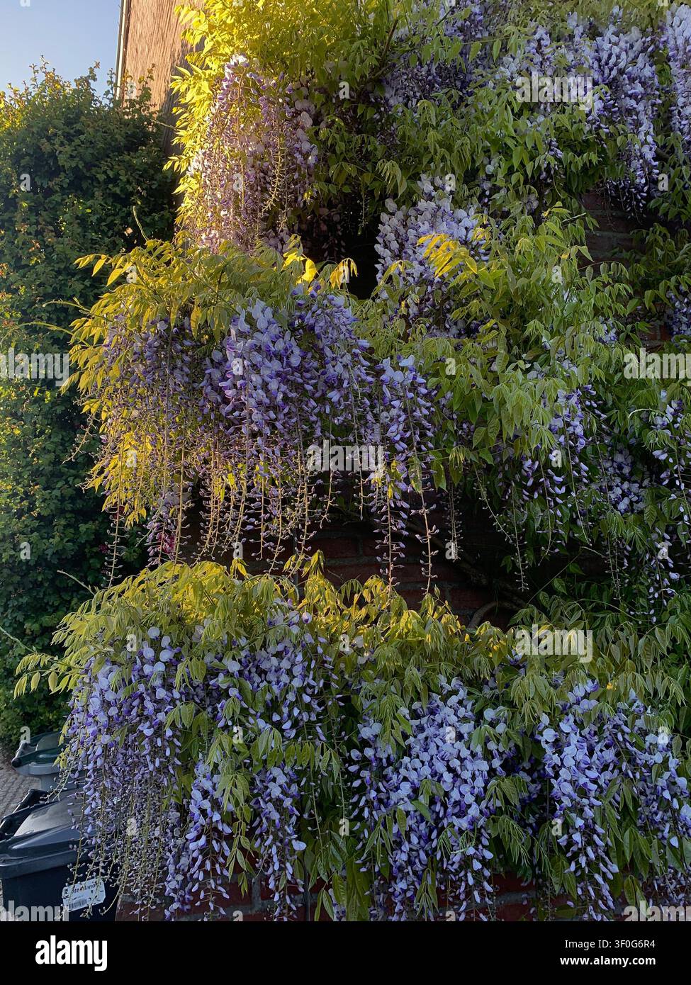 Glicine alla luce del tramonto - Immagine stock catturata con smartphone