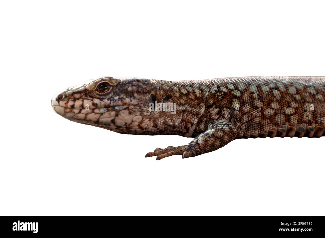 Dettaglio della testa e della zampa anteriore della lucertola comune delle mura (Podarcis muralis), ritaglio isolato su sfondo bianco. Foto Stock