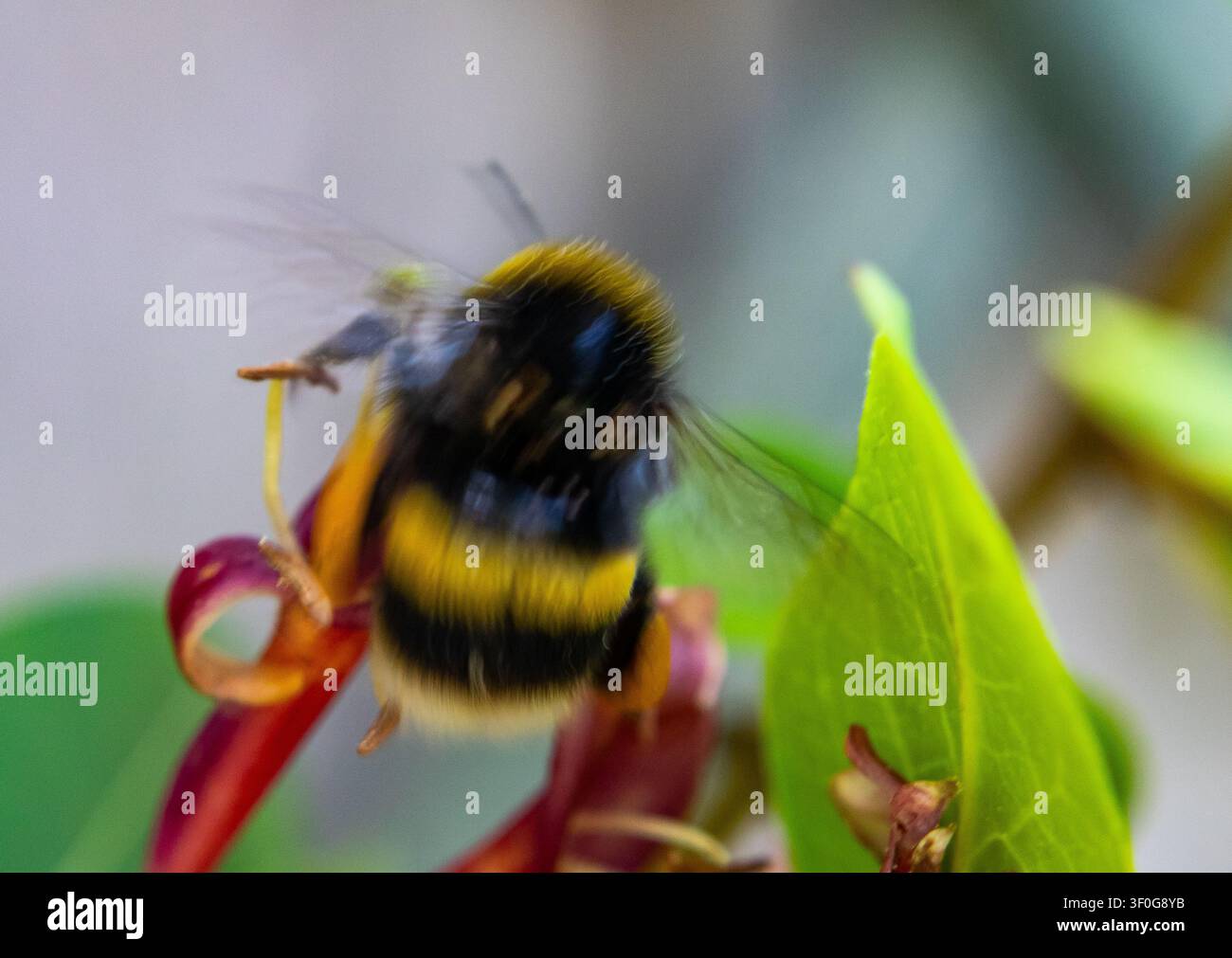 Bombus con ali sfocate appollaiato su un fiore rosso accanto a una foglia verde in sfocatura di movimento Foto Stock