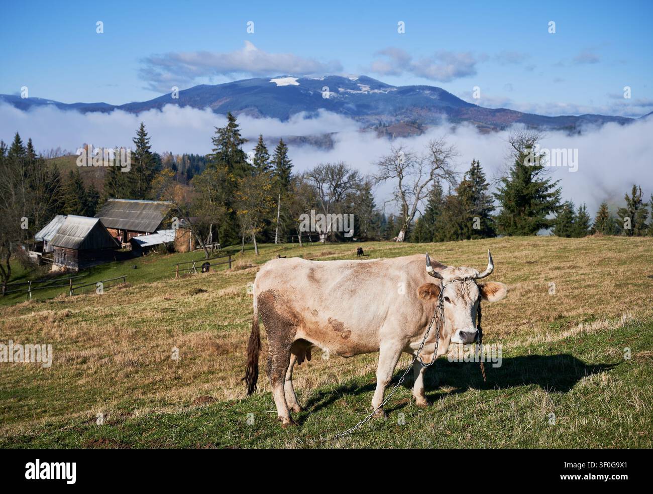Prato alpino con fattoria di mucche, erba, alberi e montagne nebbiose sullo sfondo Foto Stock