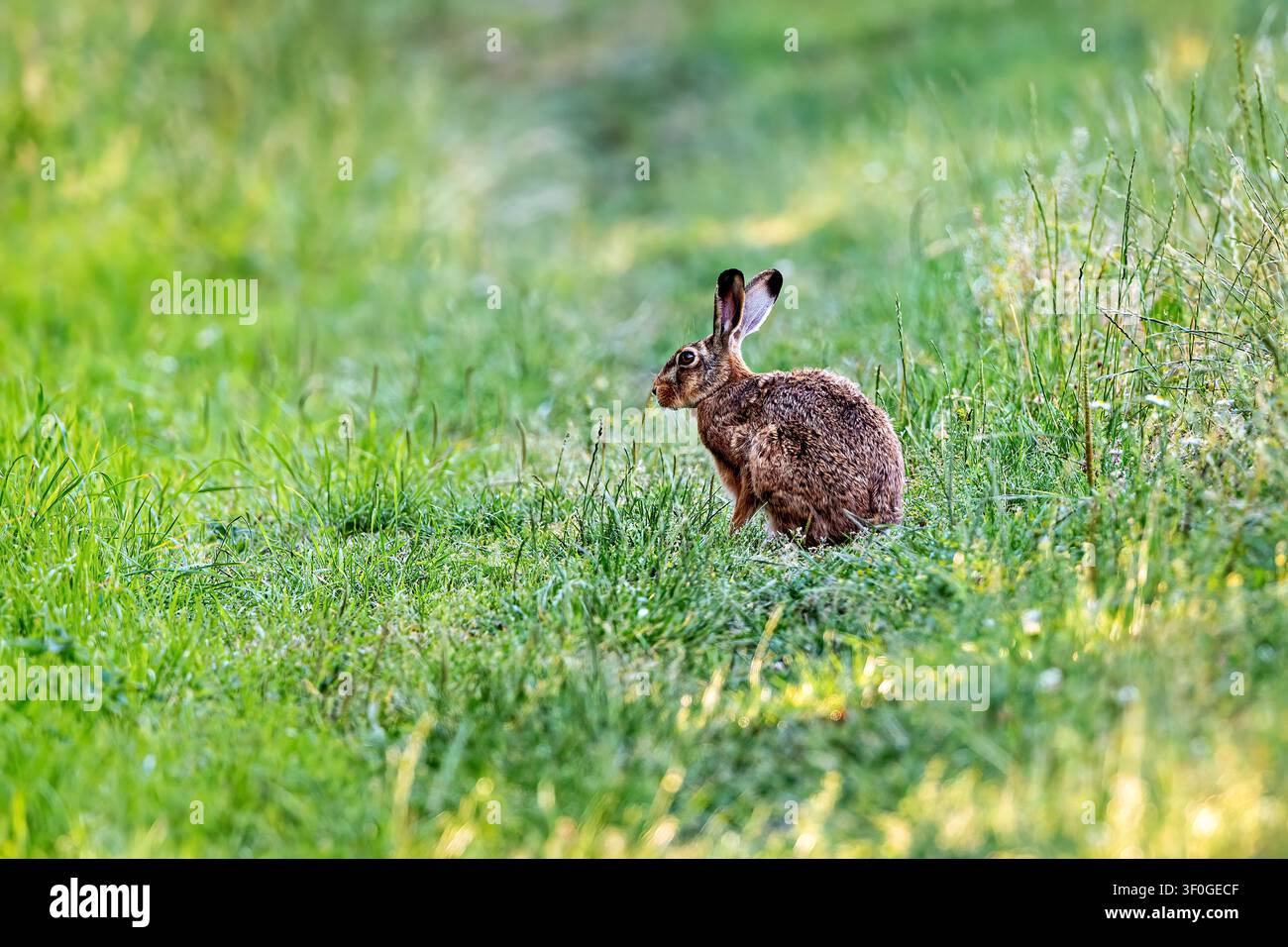 Una lepre in un prato vicino a Herleshausen in Germania (Lepus europaeus) Foto Stock