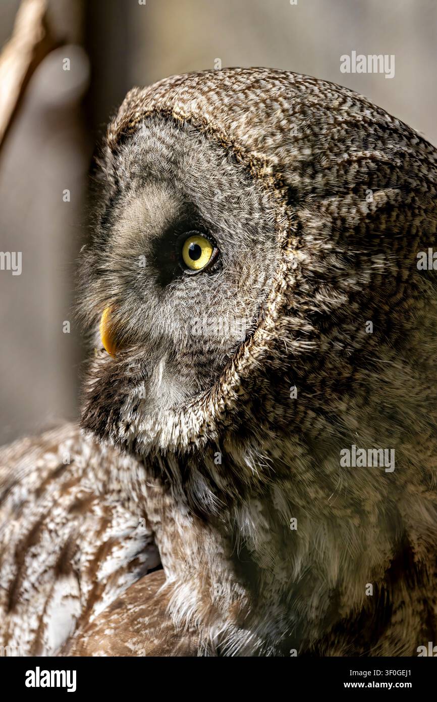 un grande gufo dalle macchie grigie appollaiato tra i rami (Strix nebulosa) Foto Stock