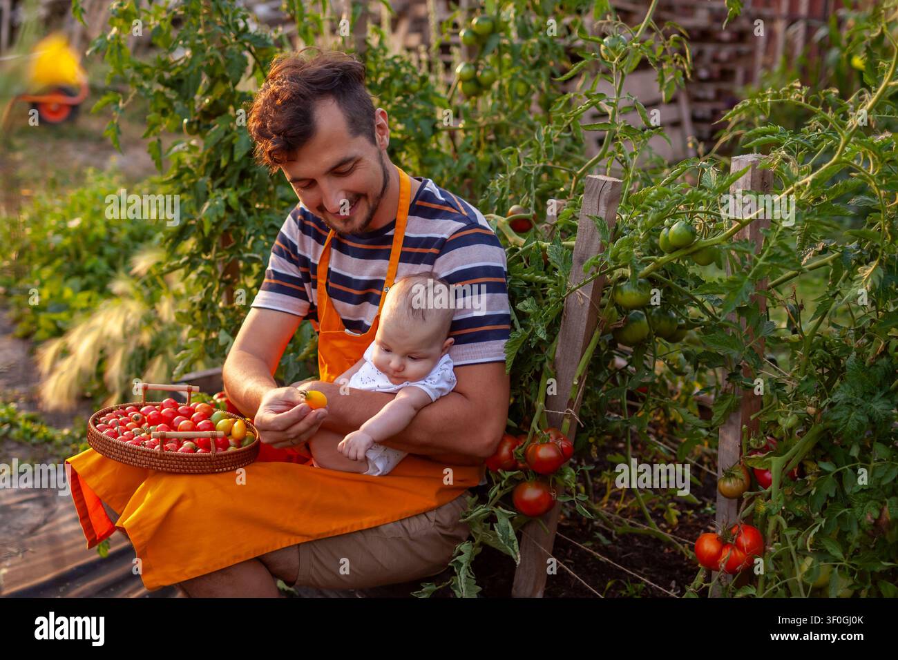 L'uomo raccoglie pomodori con il suo neonato. Ritratto di una famiglia di agricoltori che raccoglie verdure da aiuole rialzate in un giardino estivo. Foto Stock