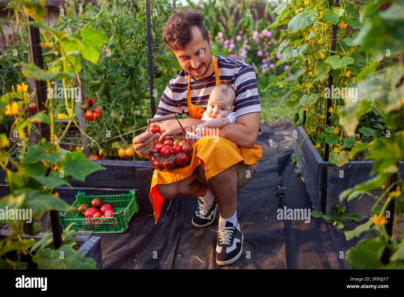 L'uomo raccoglie pomodori con il suo neonato. Ritratto di una famiglia di agricoltori che raccoglie verdure da aiuole rialzate in un giardino estivo. Foto Stock