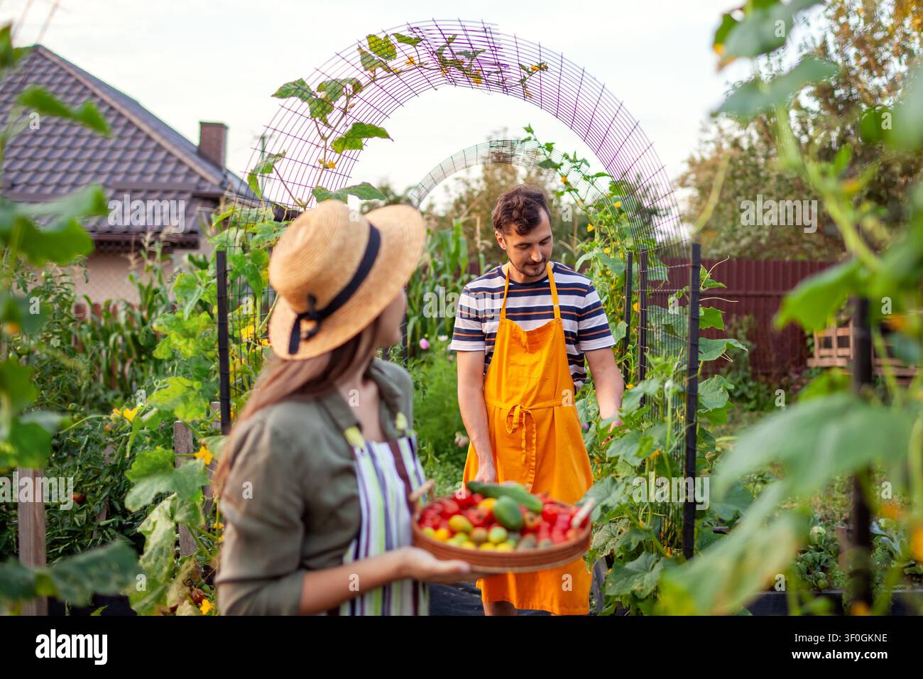 Famiglia di contadini che raccoglie verdure da aiuole rialzate nel giardino estivo. Coppia raccoglie pomodori e cetrioli che crescono su archi Foto Stock