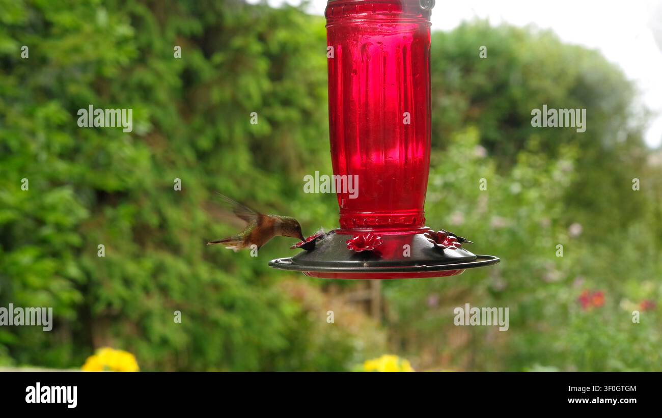 Un colibrì Trochilidae che sorseggia dolce nettare dal mangiatoio. Foto Stock