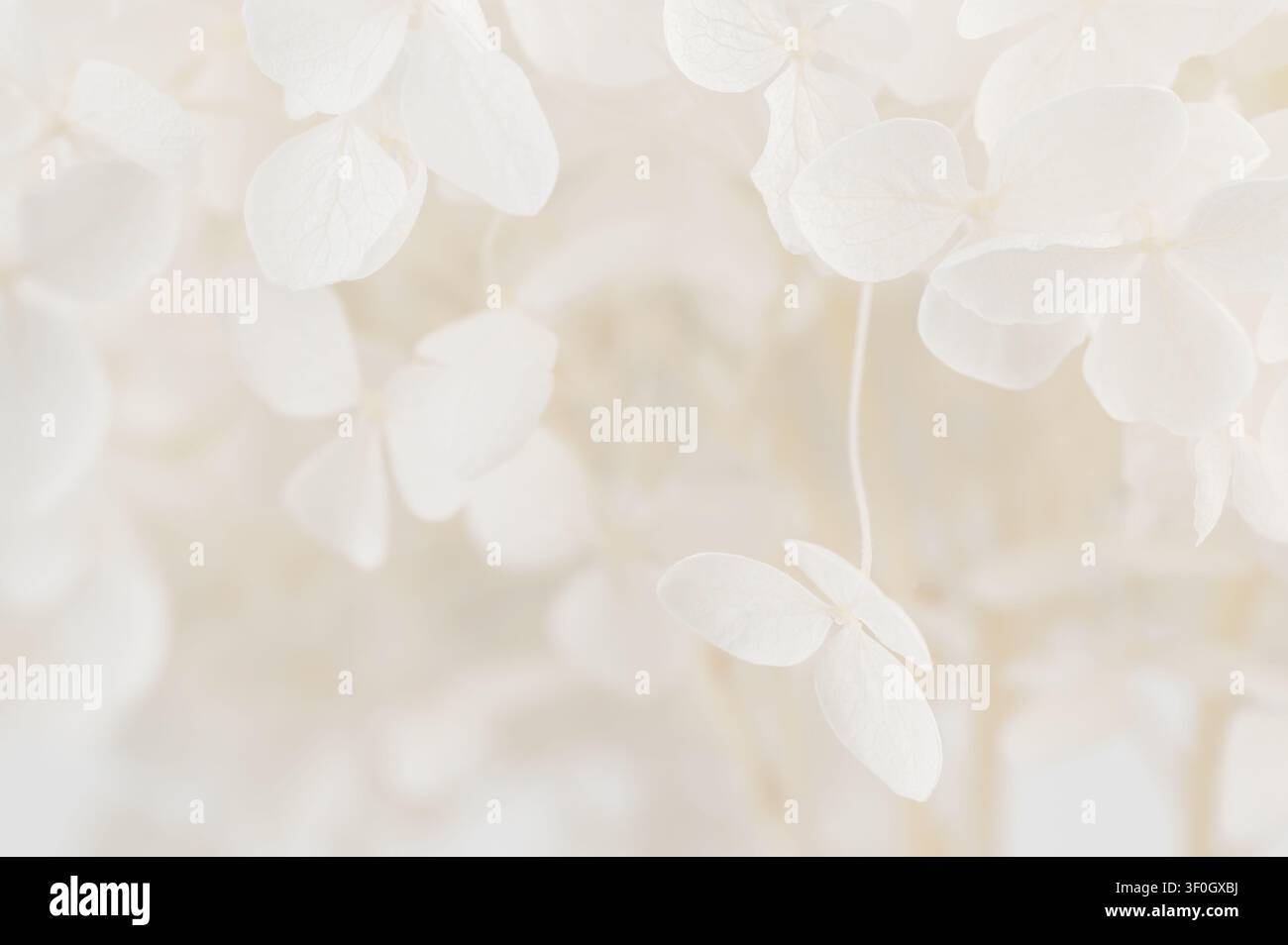 Sfondo di petali di ortensia eleganti in colore crema avorio. Struttura floreale romantica di lusso Foto Stock