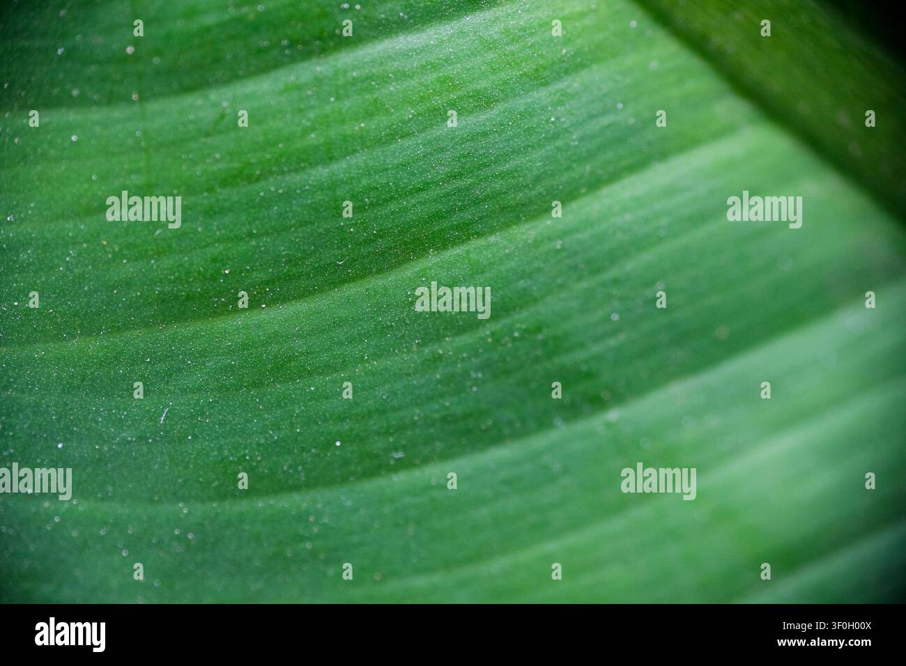 Macro primo piano della texture vivace delle venature di una foglia tropicale verde Foto Stock