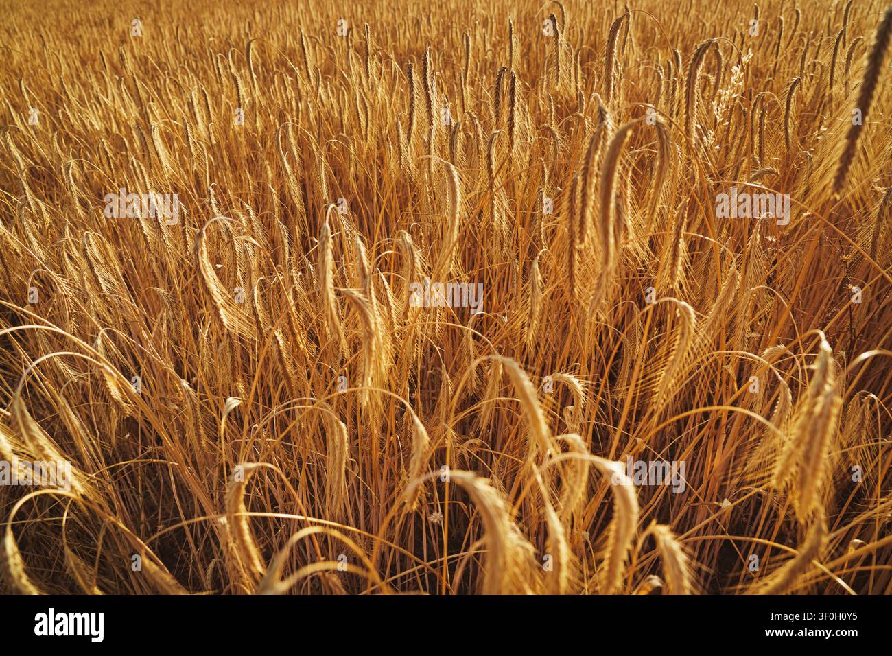 Un campo pieno di spighe di cereali – orzo o segale – al tramonto. Foto Stock