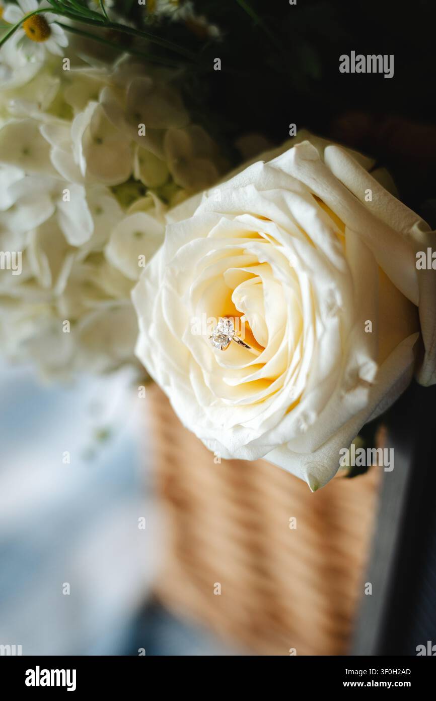 Anello di fidanzamento con diamante incastonato in un petalo di rosa bianca Foto Stock