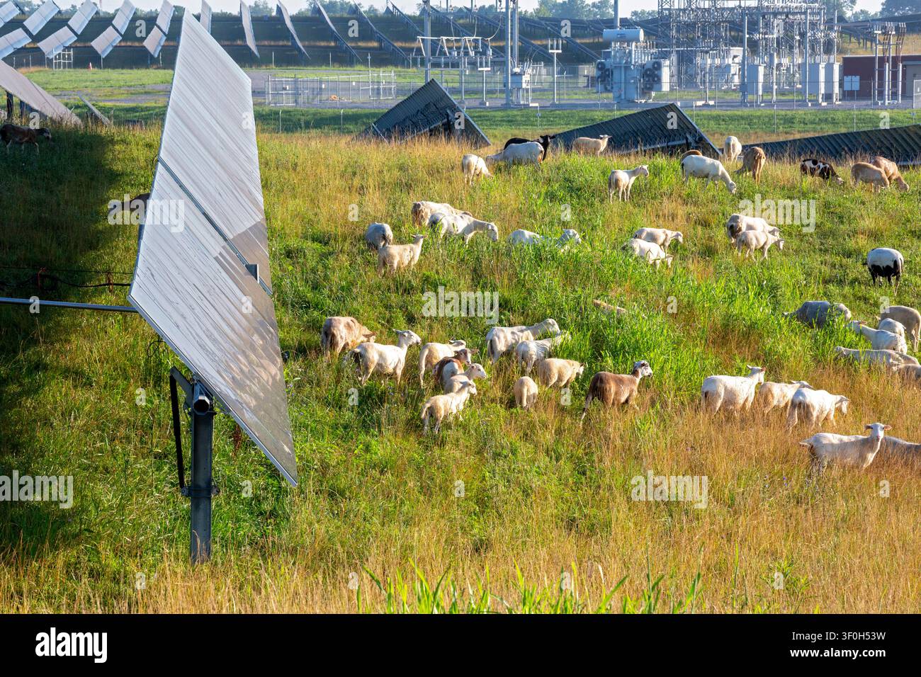 Lancaster, Kentucky – Pecore pascolano tra i pannelli solari della Turkey Creek Solar Ranch. L’azienda Silicon Ranch, con sede a Nashville, gestisce questa e circa altre 200 Foto Stock
