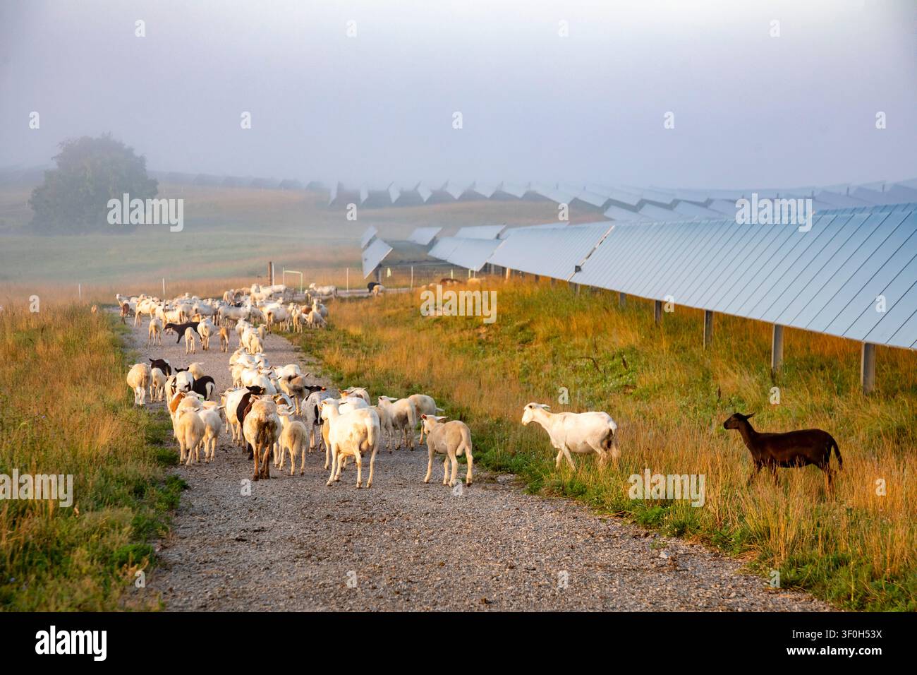 Lancaster, Kentucky – Pecore pascolano tra i pannelli solari della Turkey Creek Solar Ranch. L’azienda Silicon Ranch, con sede a Nashville, gestisce questa e circa altre 200 Foto Stock