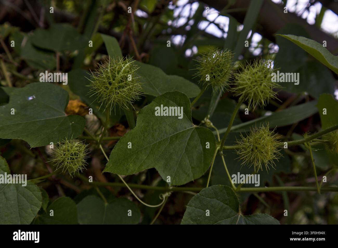 Vigna di Passiflora Tropicale con Frutti Foto Stock