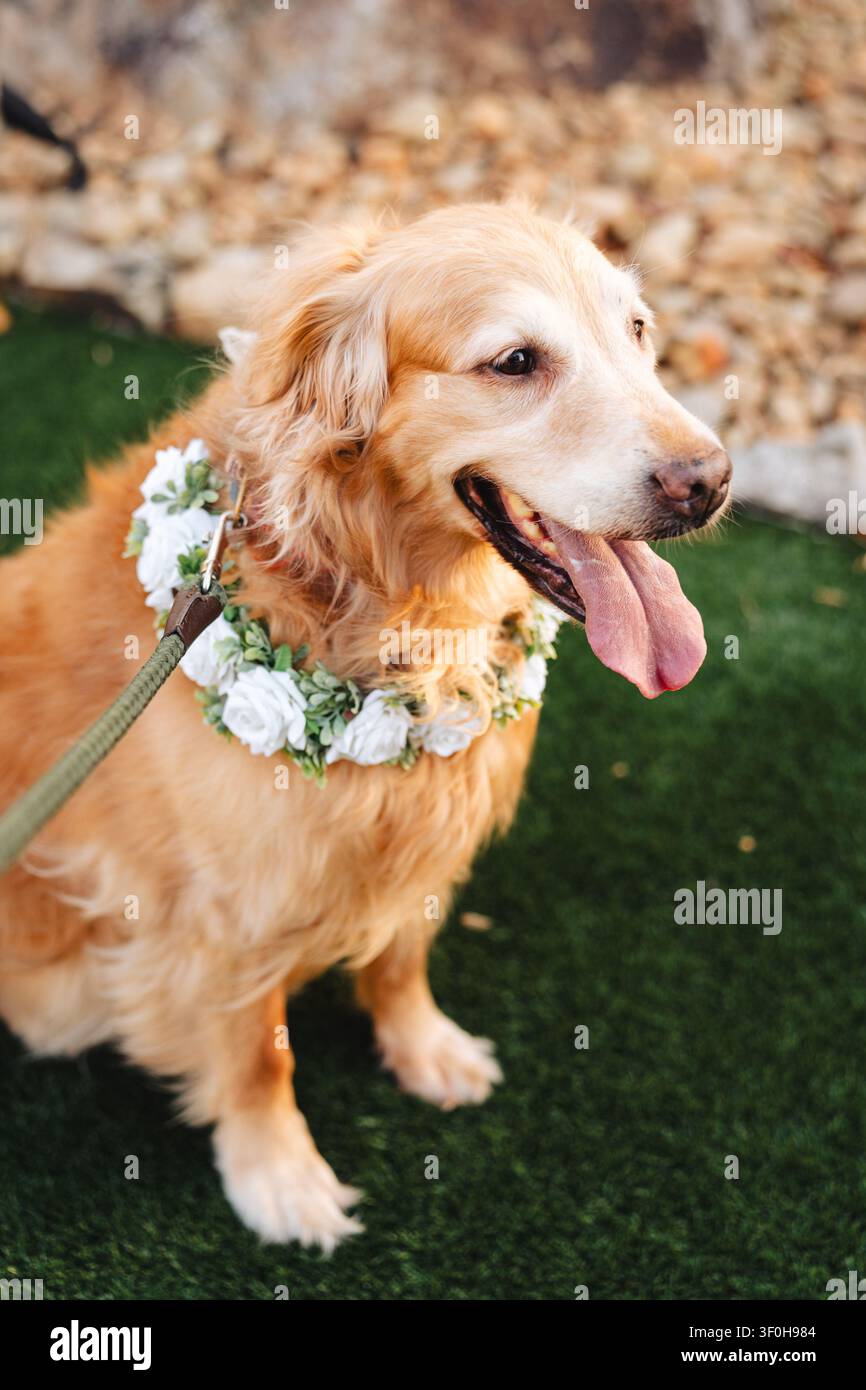 Golden Retriever con collare di fiori bianchi in piedi sull'erba Foto Stock
