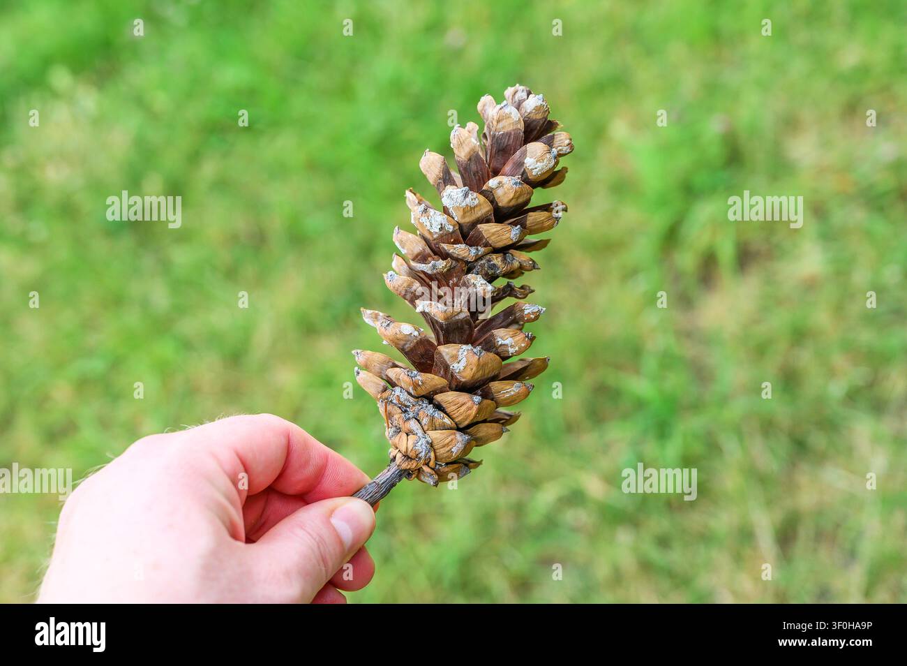 Mano che tiene un singolo pigna secca mostrando le sue squame tessute e la forma naturale. Foto Stock
