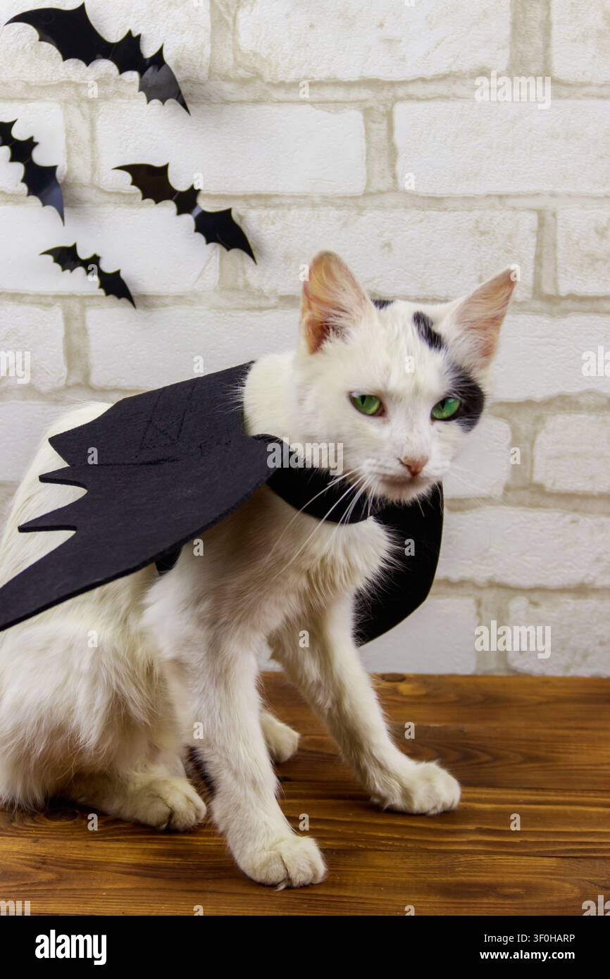 Gatto bellissimo con indosso un costume da pipistrello per Halloween Foto Stock