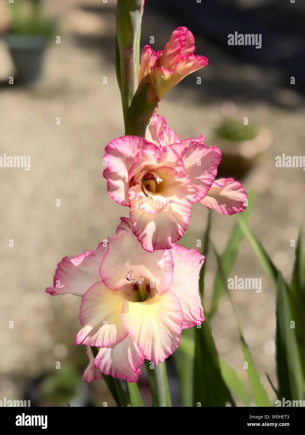 Gladiolo ibrido in fiore - Immagine stock catturata con smartphone