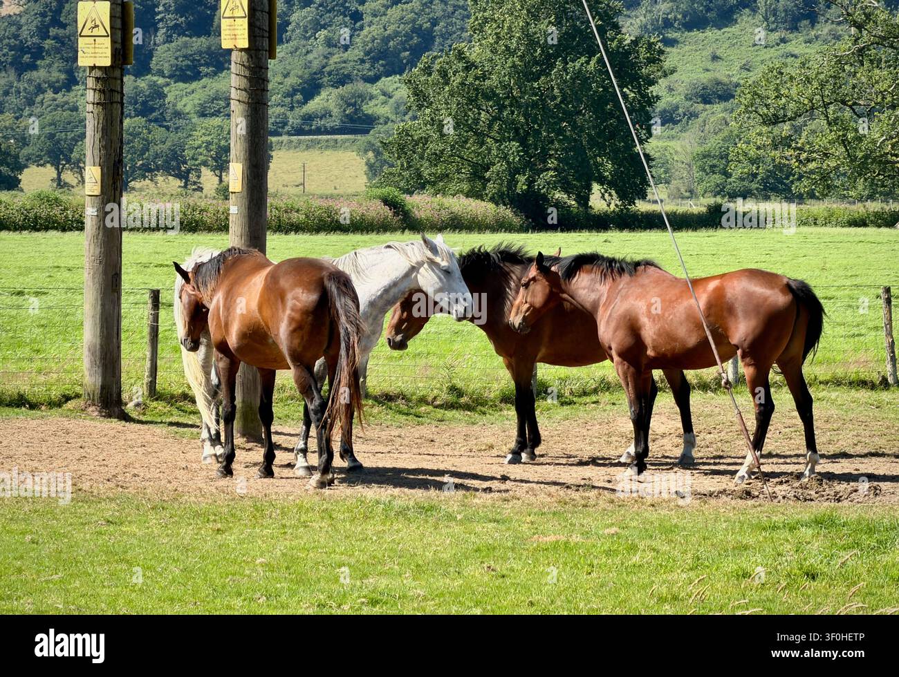 Quattro cavalli in un campo gallese Foto Stock