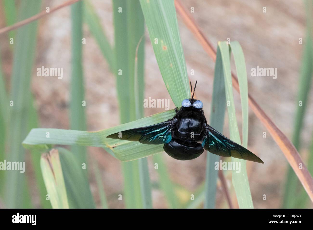 Immagine macro di un'ape carpentiere con ali vibranti appoggiata su una foglia d'erba Foto Stock