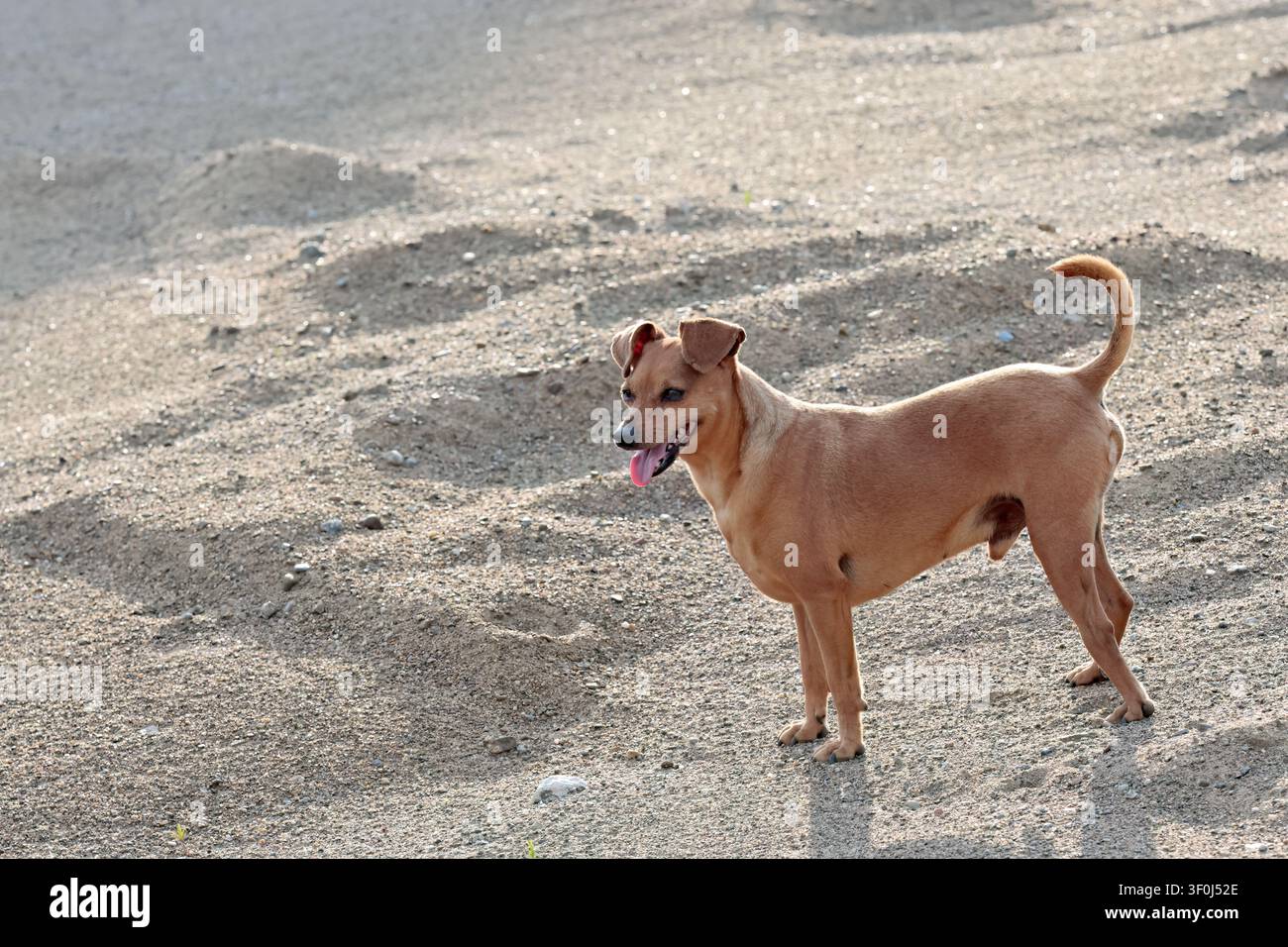 Un cane incrociato in piedi nella luce del tramonto Foto Stock