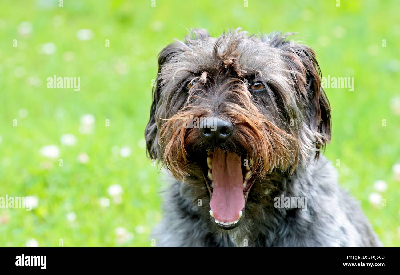 Un grande sbadiglio di un giovane cane incrociato Foto Stock
