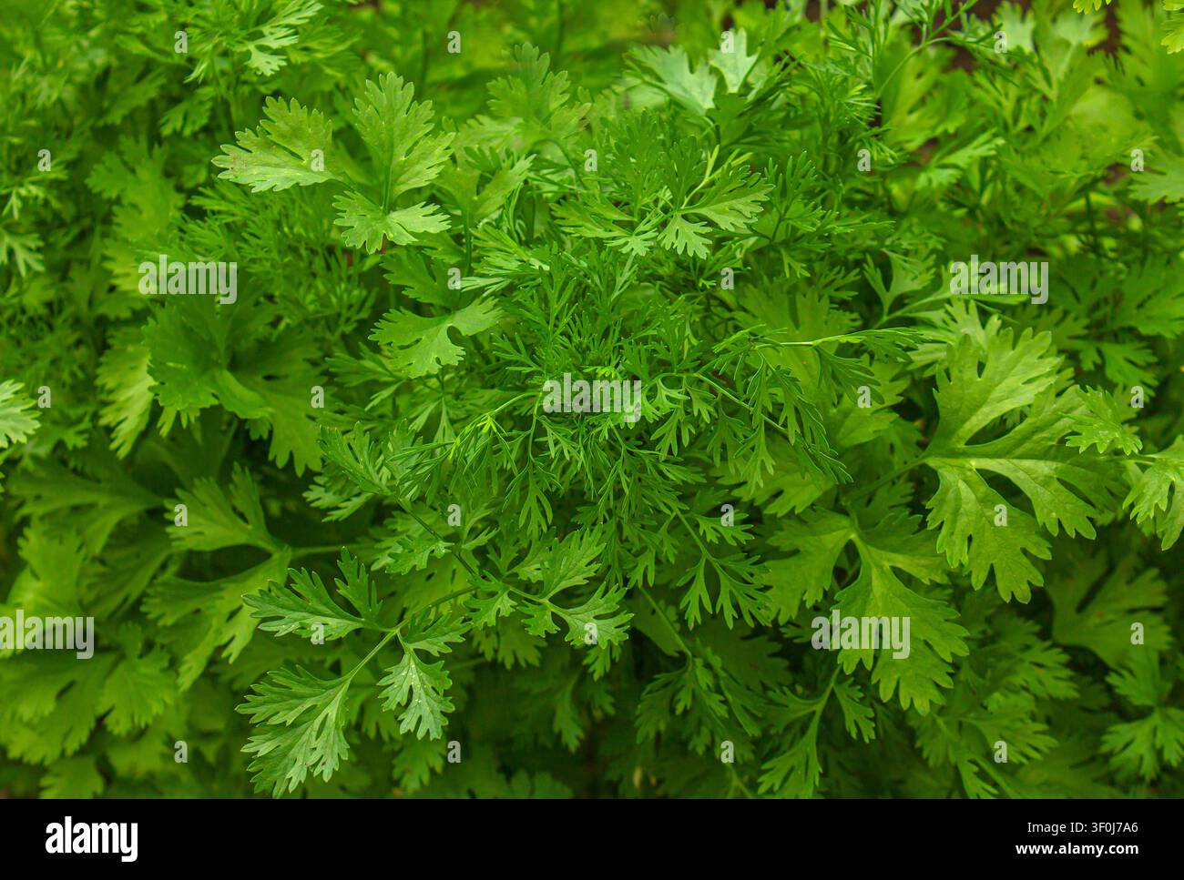 Fresche foglie di coriandolo (coriandolo) che crescono in un'aiuola. Erbe verdi lussureggianti catturate in primo piano, che mostrano freschezza organica, texture naturale e h Foto Stock