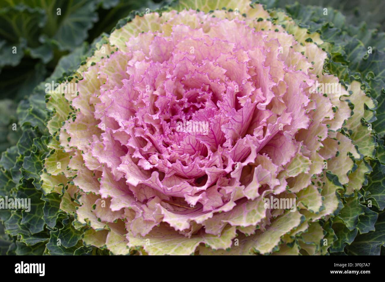 Cavolo ornamentale fiorito (Brassica oleracea) con foglie increspate rosa vivaci e verdi. Cavolo decorativo in primo piano in un giardino, mostra colorata Foto Stock