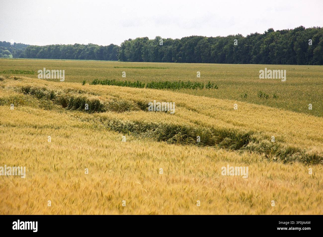 Eventi ventosi sui campi di grano con colture di cereali abbattute sulle terre agricole accanto alla linea della foresta Foto Stock