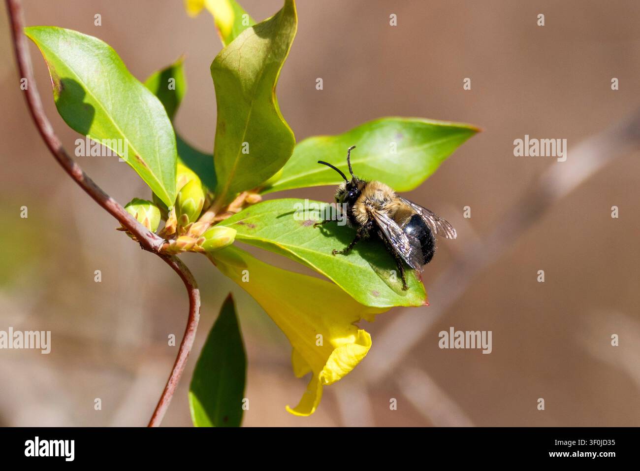 Una fotografia ravvicinata di un'ape che riposa sulle foglie di una pianta fiorita con fiori giallo brillante. L'immagine evidenzia il ruolo importante dell'impollinazione Foto Stock