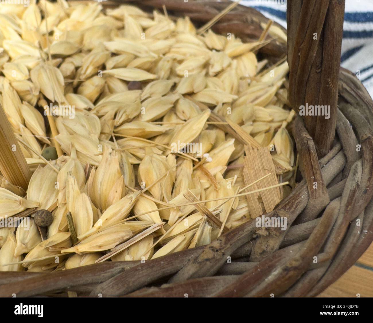 Colpo macro di grani di frumento emmer crudi, noti come zea, che riempiono un cesto di vimini intrecciato rustico, usato come ingrediente per l'insalata tradizionale greca fotokolyva Foto Stock