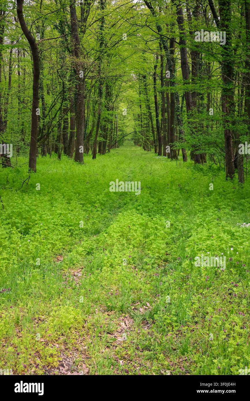 Un sentiero boschivo verde e tranquillo incorniciato da alti alberi decidui e da un rigoglioso sottobosco primaverile. Una luce soffusa della chioma filtra attraverso le foglie fresche, creando una t Foto Stock
