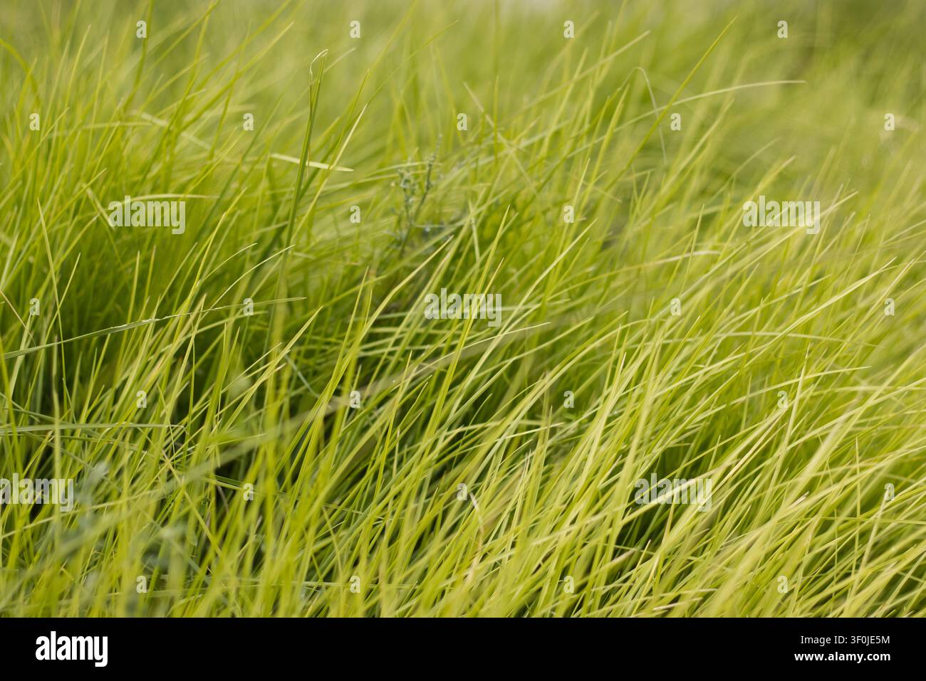 Foto ravvicinata di erba verde alta con sfondo sfocato e luce naturale estiva Foto Stock