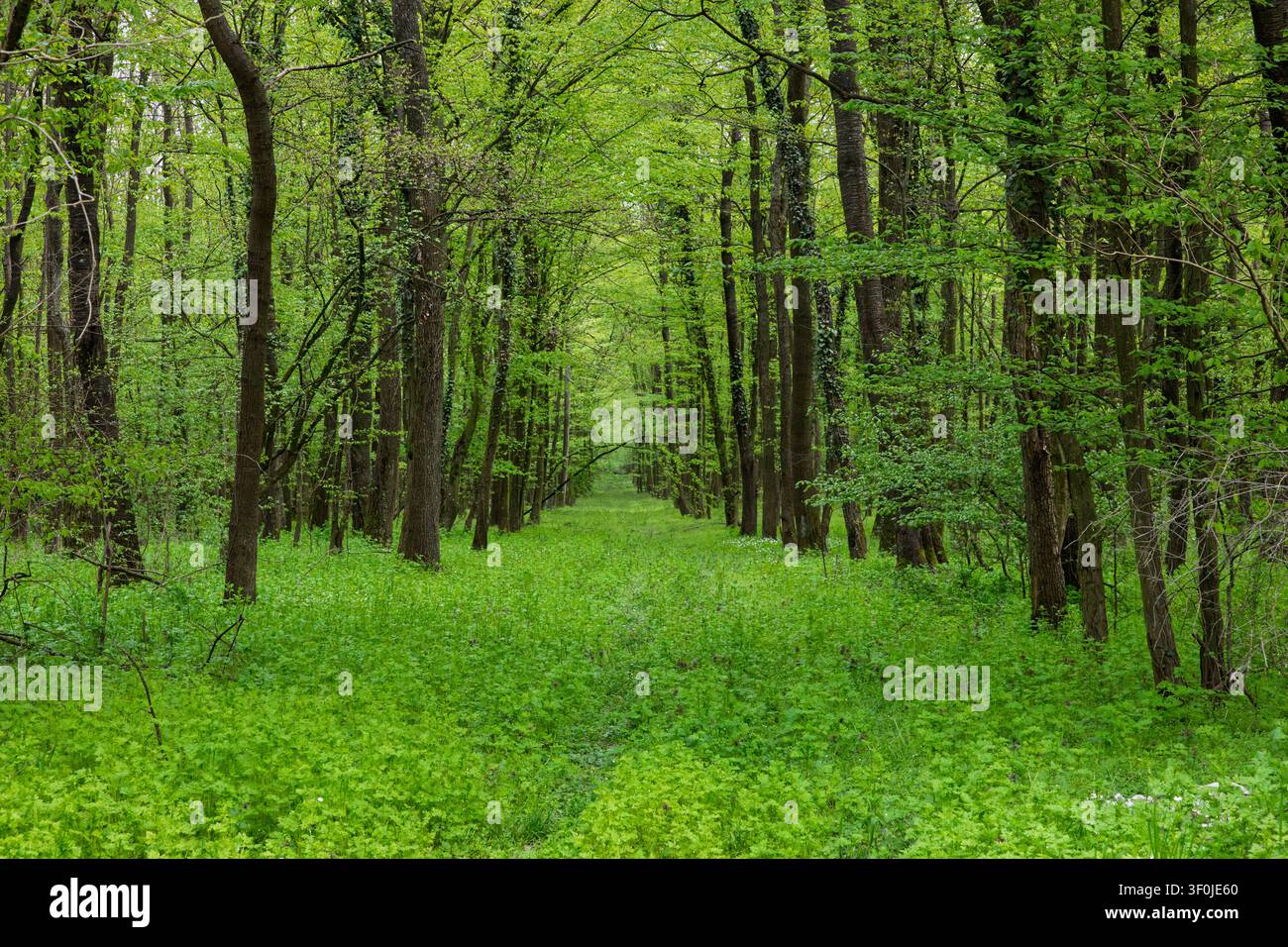 Un sentiero boschivo verde e tranquillo incorniciato da alti alberi decidui e da un rigoglioso sottobosco primaverile. Una luce soffusa della chioma filtra attraverso le foglie fresche, creando una t Foto Stock