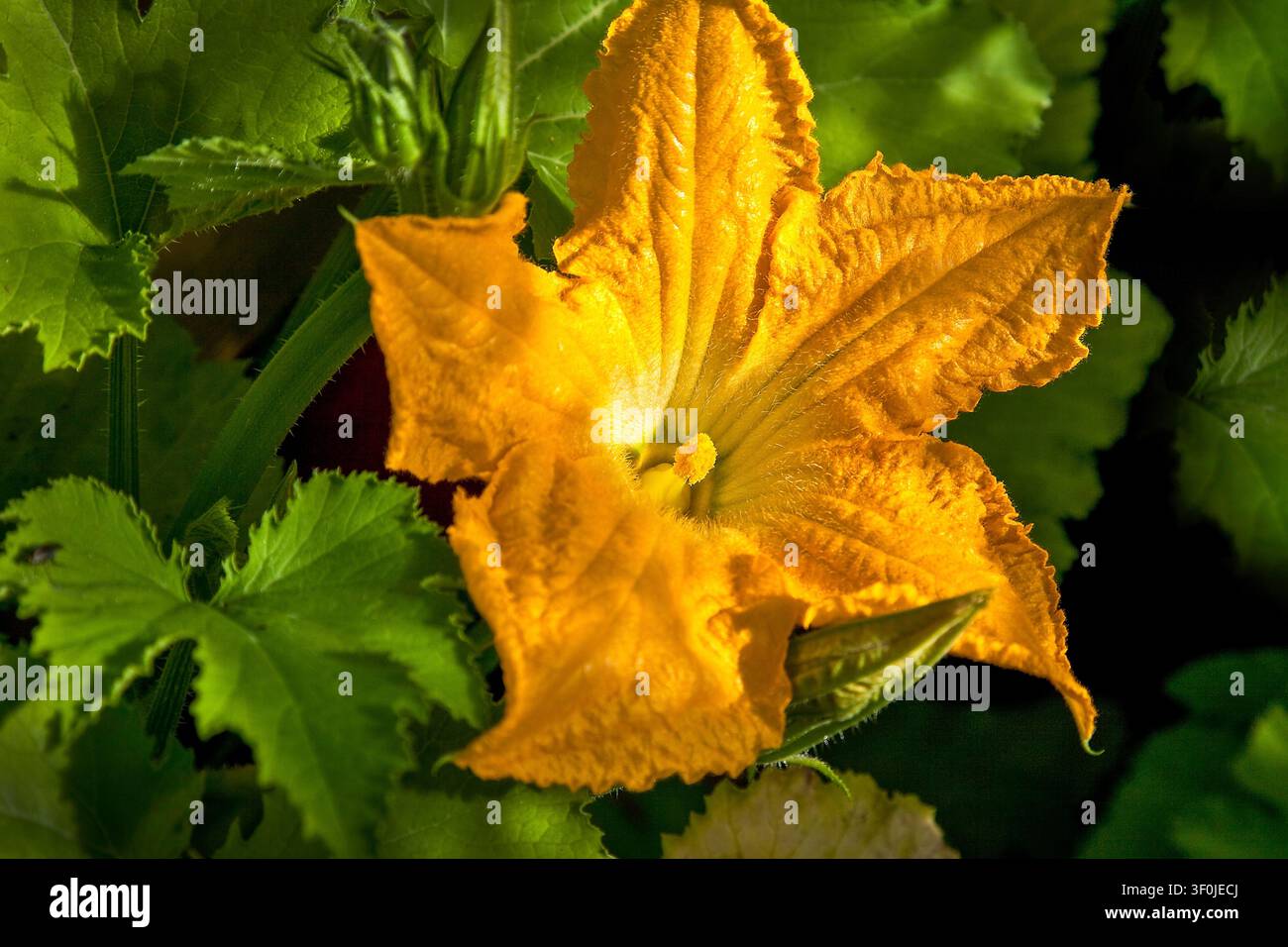Fiore di zucca dorato che risplende nella calda luce del sole circondato da foglie verdi lussureggianti che celebrano la bellezza di un orto estivo Foto Stock