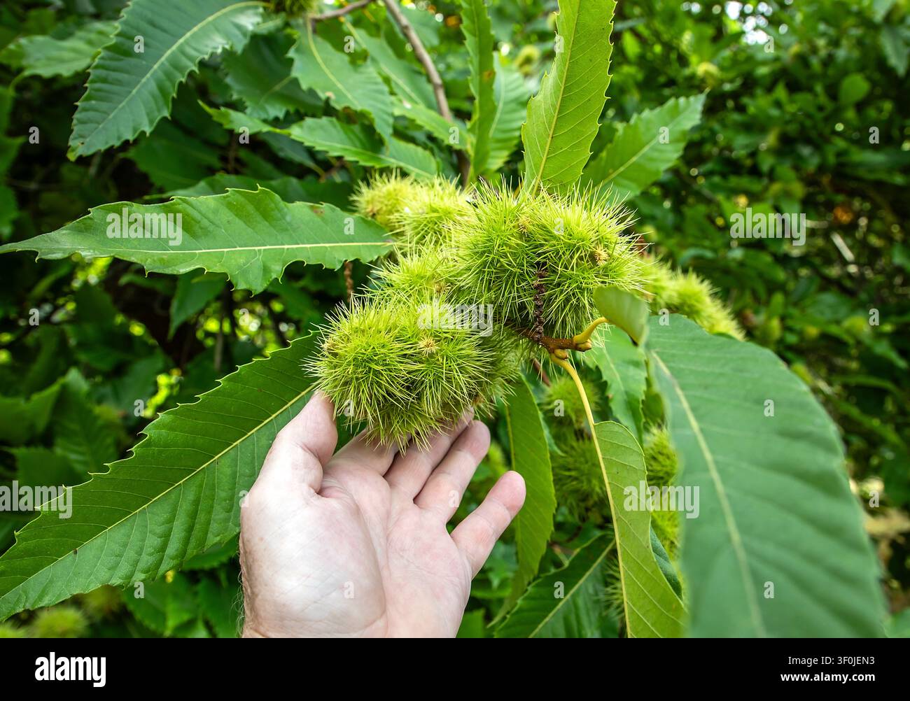 Denti spinosi verdi di un castano americano che crescono tra una rigogliosa vegetazione estiva, pronti a rivelare le castagne dolci in sviluppo all’interno Foto Stock