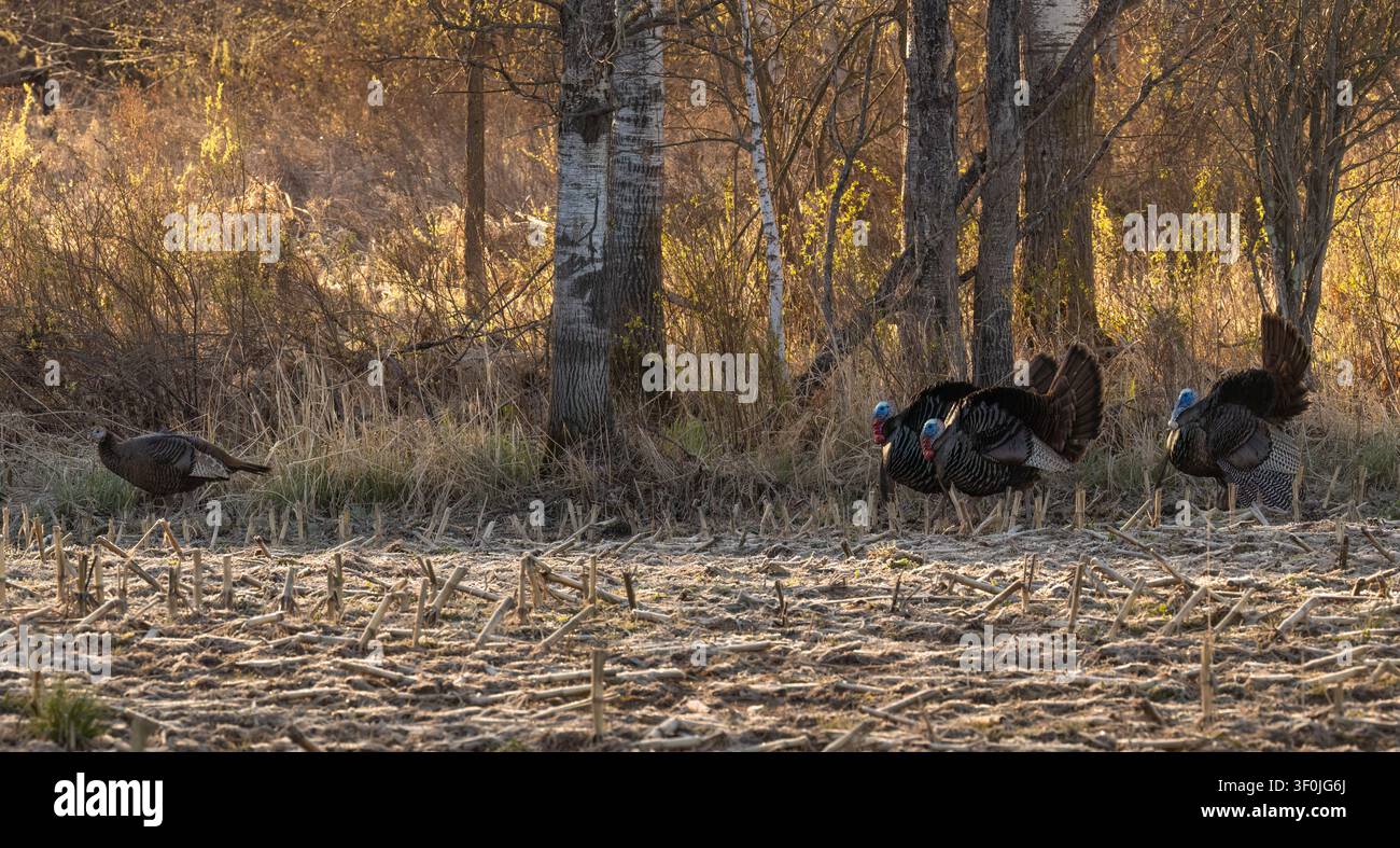 Tom tacchini che si preoccupano di una mattina di maggio nel Wisconsin settentrionale. Foto Stock