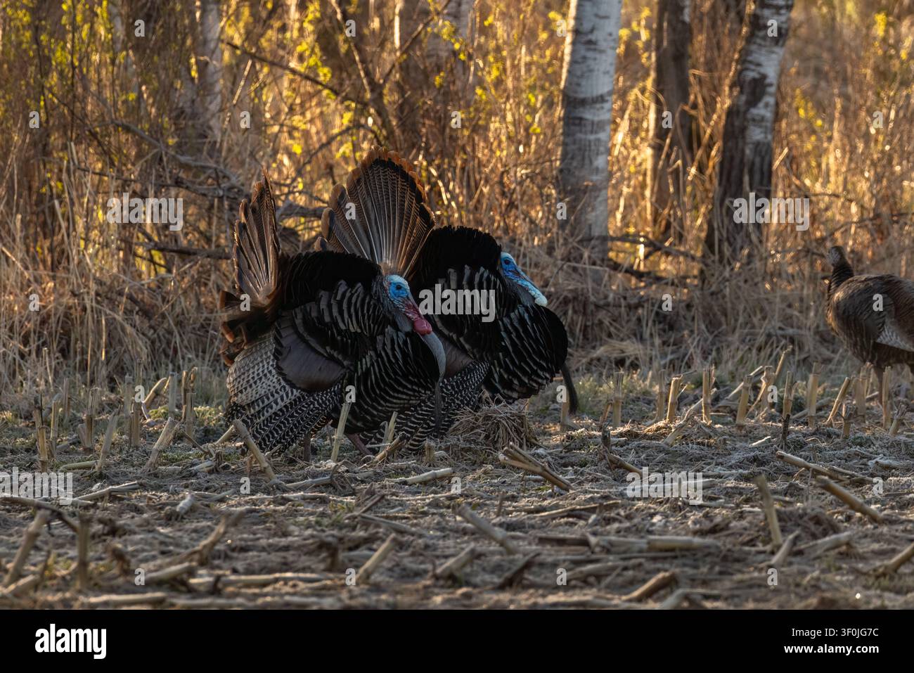 Tom tacchini che si preoccupano di una mattina di maggio nel Wisconsin settentrionale. Foto Stock