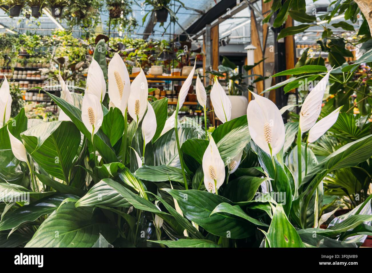 Le piante di Spathiphyllum, chiamate giglio della pace, mostrano le loro spathe bianche distintive e la foglia verde in un ambiente di serra. Cura delle piante da interno, design biofilo Foto Stock